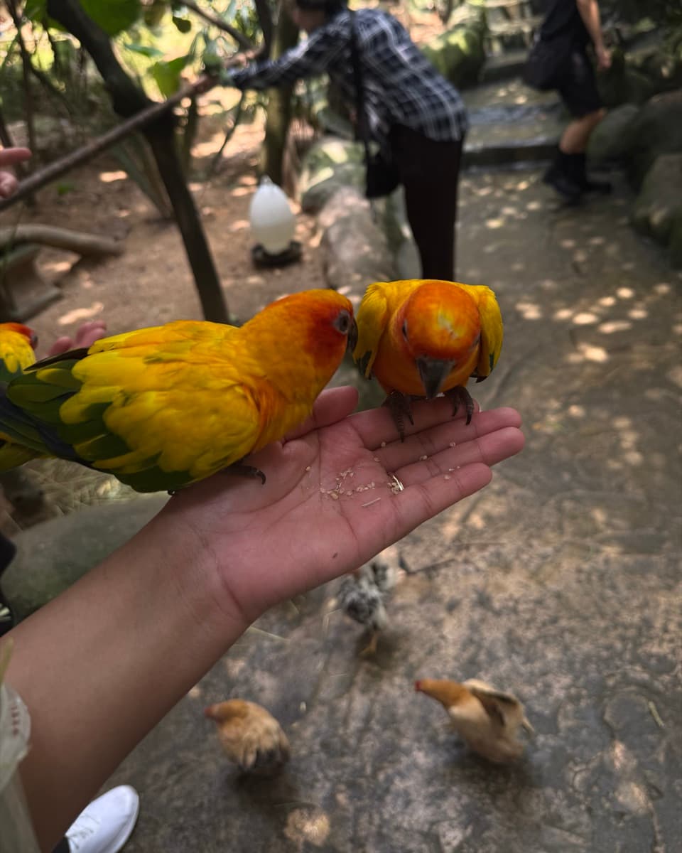 Feeding sun conures on a Malaysian farm